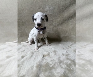 Medium Dalmatian