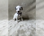 Puppy Macadamia Dalmatian