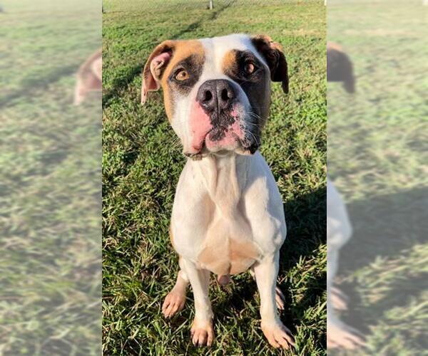 Medium Photo #2 American Staffordshire Terrier-Boxer Mix Puppy For Sale in Rosenberg, TX, USA