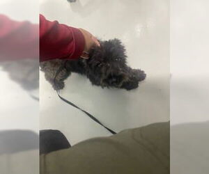 Miniature Schnauzer-Unknown Mix Dogs for adoption in Temple, TX, USA