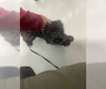 Small Miniature Schnauzer Mix