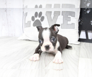 Boston Terrier Puppy for sale in MARIETTA, GA, USA