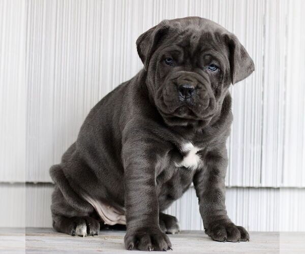 Medium Photo #3 Cane Corso Puppy For Sale in LANCASTER, PA, USA