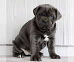 Small #2 Cane Corso