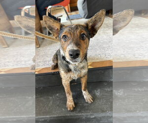 Chip - Male Australian Shepherd-Unknown Mix Dog for Adoption - Photo #3