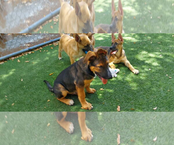 Medium Photo #1 Mutt Puppy For Sale in Pompano Beach , FL, USA