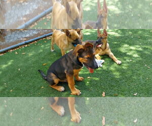 Mutt Dogs for adoption in Pompano Beach , FL, USA