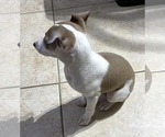 Small Photo #7 Italian Greyhound Puppy For Sale in BROOKLYN, NY, USA