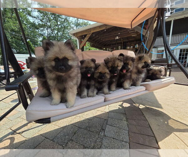 Medium Photo #1 Keeshond Puppy For Sale in MANCHESTER TOWNSHIP, NJ, USA