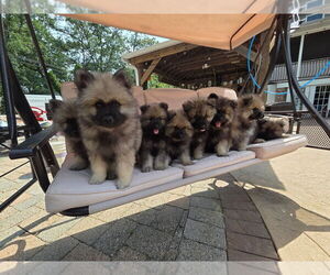 Keeshond Puppy for sale in MANCHESTER TOWNSHIP, NJ, USA