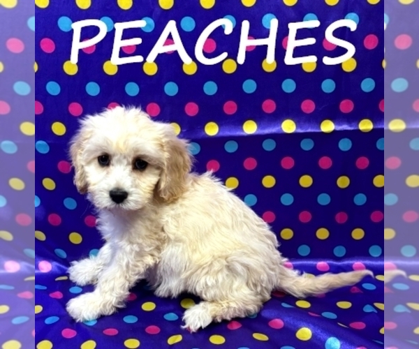 Medium Photo #2 Cockapoo (Miniature) Puppy For Sale in HARTLAND, MN, USA