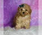 Small Photo #111 Maltipoo (Miniature) Puppy For Sale in WARSAW, IN, USA