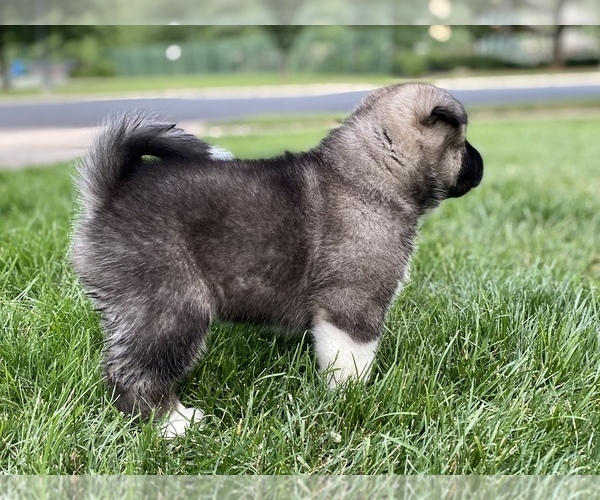 Medium Photo #2 Akita Puppy For Sale in GREELEY, CO, USA