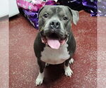 Small #14 American Pit Bull Terrier Mix