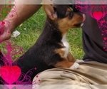 Small Photo #2 Pembroke Welsh Corgi-Scottish Terrier Mix Puppy For Sale in GREELEY, CO, USA