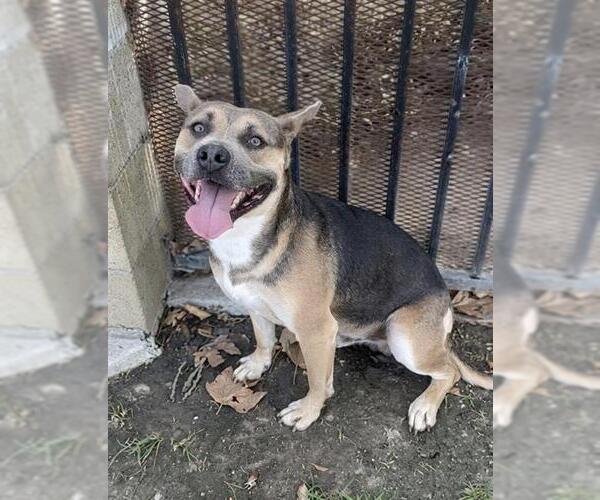 Medium Photo #1 German Shepherd Dog Puppy For Sale in Riverside, CA, USA