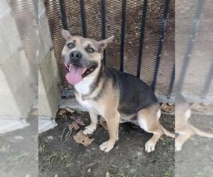 German Shepherd Dog Dogs for adoption in Riverside, CA, USA