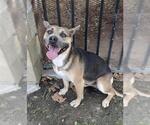 Small German Shepherd Dog