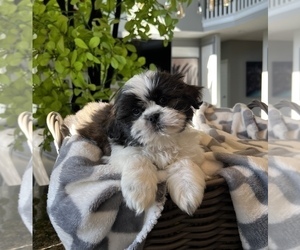 Shih Tzu Puppy for sale in FRANKLIN, IN, USA