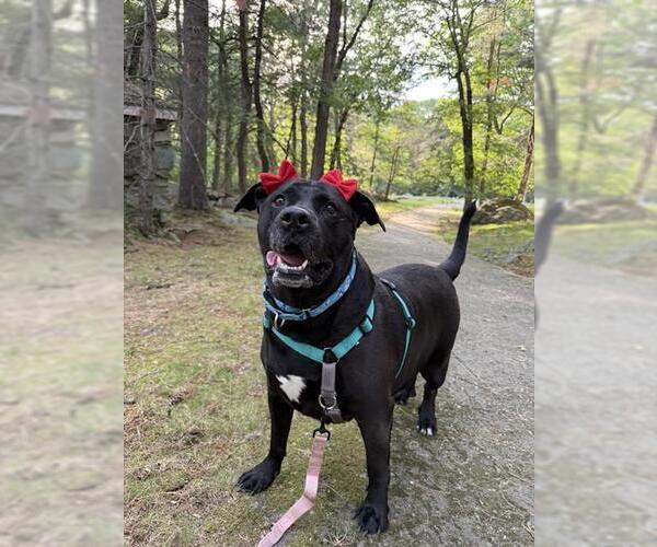 Medium Photo #2 Labrador Retriever-Unknown Mix Puppy For Sale in Dedham, MA, USA