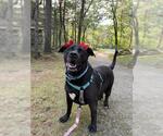 Small Photo #2 Labrador Retriever-Unknown Mix Puppy For Sale in Dedham, MA, USA