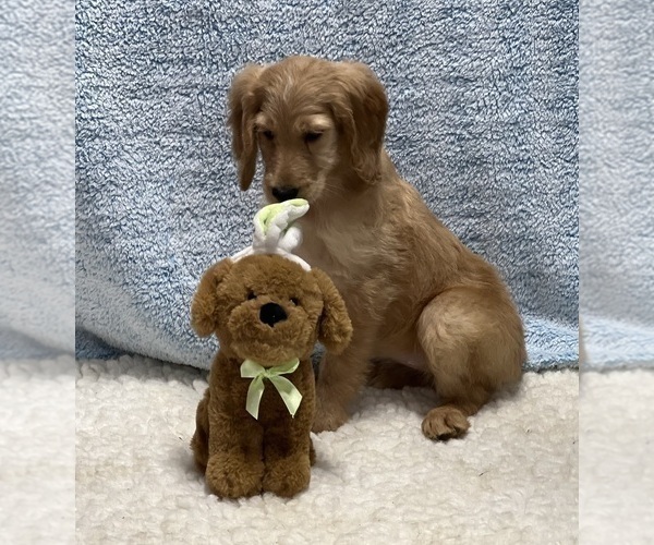 Medium Photo #7 Irish Doodle Puppy For Sale in DUNDEE, OH, USA