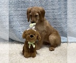 Small Photo #7 Irish Doodle Puppy For Sale in DUNDEE, OH, USA