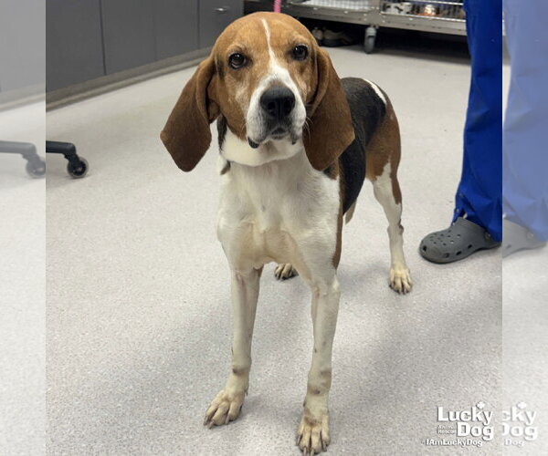 Medium Photo #5 Treeing Walker Coonhound-Unknown Mix Puppy For Sale in Washington, DC, USA