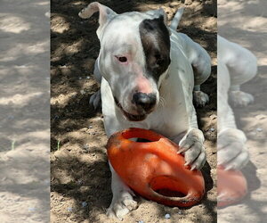Bull-Boxer Dogs for adoption in Chandler, AZ, USA
