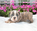 Puppy Delilah Victorian Bulldog