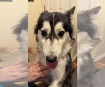 Small #17 Huskies  Mix