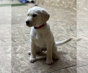Medium Golden Labrador
