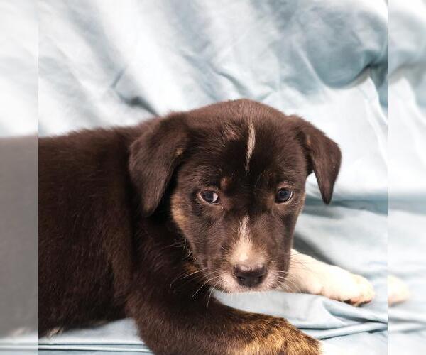 Medium Photo #1 Mutt Puppy For Sale in Thief River Falls, MN, USA