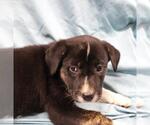 Small Mutt