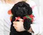 Small Photo #4 Goldendoodle (Miniature) Puppy For Sale in HOLDEN, MO, USA
