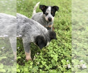 Australian Cattle Dog Puppy for sale in TAMPA, FL, USA