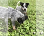 Small Photo #1 Australian Cattle Dog Puppy For Sale in TAMPA, FL, USA