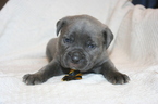 Small Photo #4 Cane Corso Puppy For Sale in MONTVILLE, OH, USA