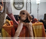 Puppy Max Golden Retriever