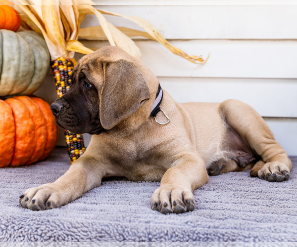 Medium Photo #5 Mastiff Puppy For Sale in WAKARUSA, IN, USA
