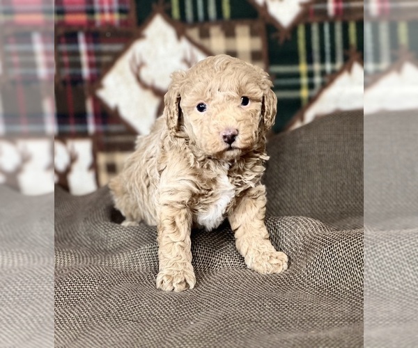 Medium Photo #1 Poodle (Miniature) Puppy For Sale in DUNDEE, OH, USA
