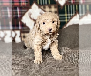 Poodle (Miniature) Puppy for sale in DUNDEE, OH, USA