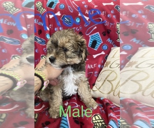 ShihPoo Puppy for sale in BRUCE, WI, USA