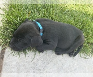 American Bully-Labrador Retriever Mix Dogs for adoption in WICHITA, KS, USA