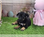 Small #2 Catahoula Leopard Dog