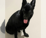 Small #3 German Shepherd Dog