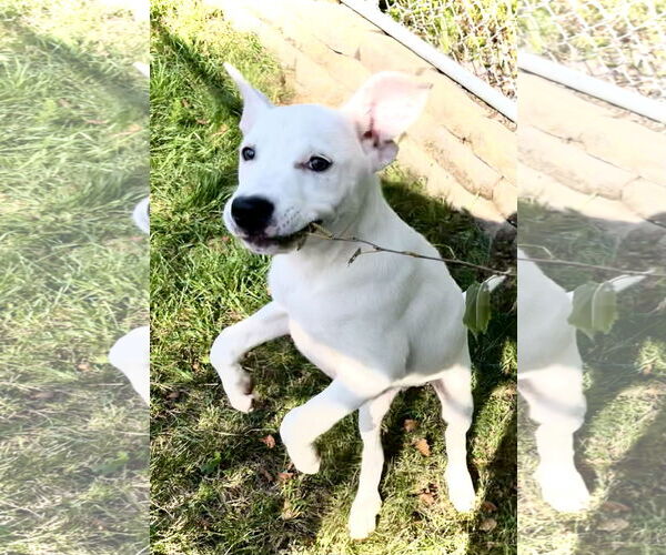 Medium Photo #4 Mutt Puppy For Sale in Estherville, IA, USA