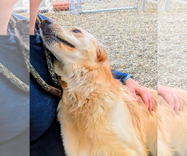 Medium Photo #2 Mutt Puppy For Sale in Emmett, ID, USA