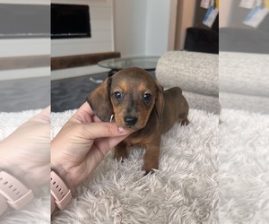 Dachshund Puppy for sale in BELDING, MI, USA