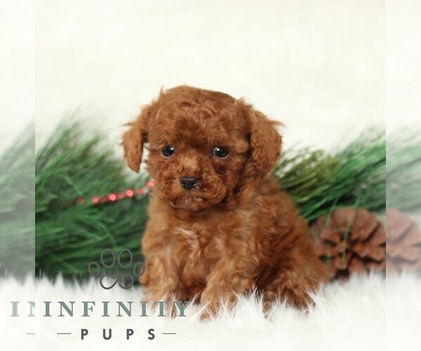 Medium Photo #4 Poodle (Toy) Puppy For Sale in CHRISTIANA, PA, USA